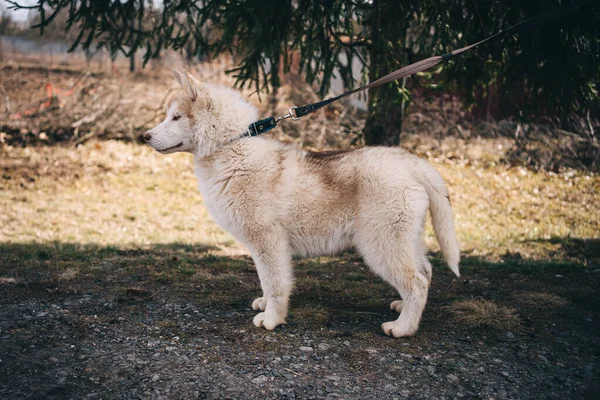 Beige Husky Welpen Spielen Draußen — Stockfoto