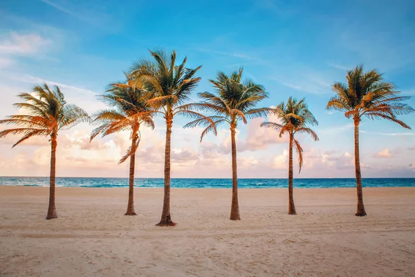 야자나무 그루와 바다가 펼쳐져 플로리다의 — 스톡 사진