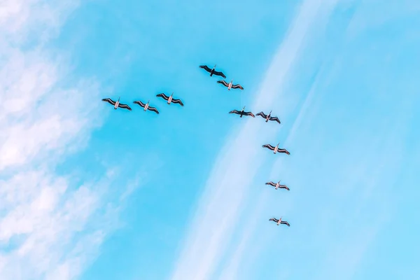 青い空を飛ぶペリカンの鳥のグループの群れ 熱帯動物 — ストック写真