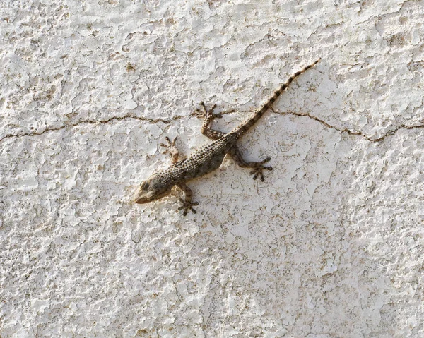 美丽的蜥蜴 Lepidodactylus Luguarrogant Mourning Gecko — 图库照片