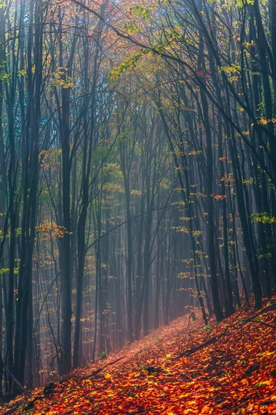 Floresta Nebulosa Outono Nos Balcãs Centrais — Fotografia de Stock