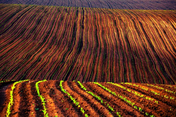 Field Spring Field Dobrudzha Region — Stock Photo, Image