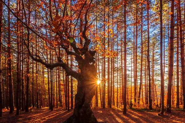 森の王 針葉樹林の秋の落葉樹 — ストック写真