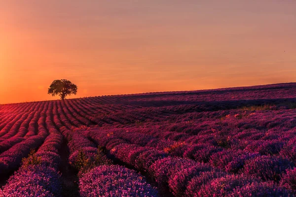 Ağacıyla inanılmaz lavanta tarlası