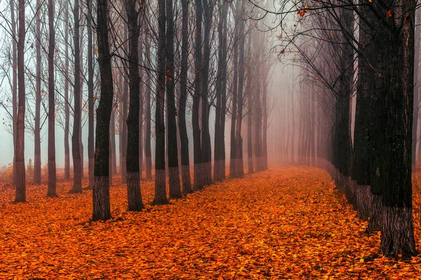 Foresta Pioppo Colonne Diritte Pioppi Una Foresta Nebbiosa — Foto Stock