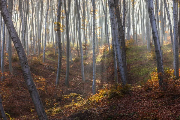 Sun Mist Autumn Wood — Stock Photo, Image