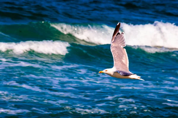 Flygande Mås Vid Havet — Stockfoto