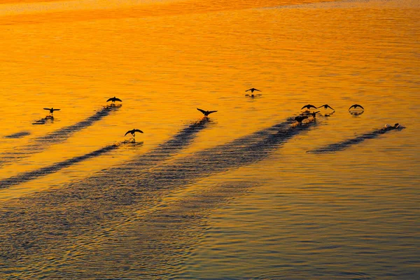 Pássaros Pôr Sol Pato Voando Baixo Acima Mar — Fotografia de Stock