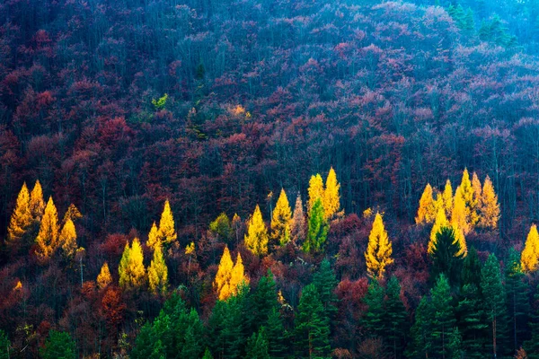 Notes Nature Yellow Trees Green Pine Forest — Stock Photo, Image