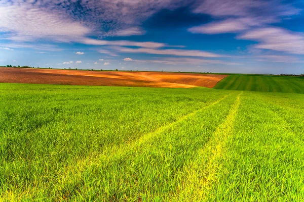 Frühlingsfelder Frisches Grünes Feld — Stockfoto