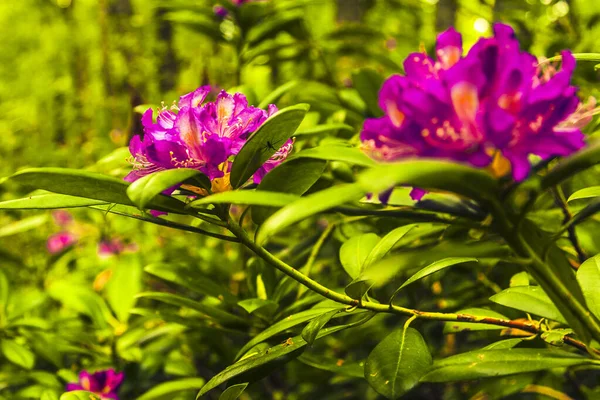 Rododendron Ponticum Różowe Kwiaty Rododendronu — Zdjęcie stockowe