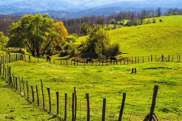 Schoonheid Van Strandzha Mountains Paarden Grazen Een Groene Weide — Stockfoto
