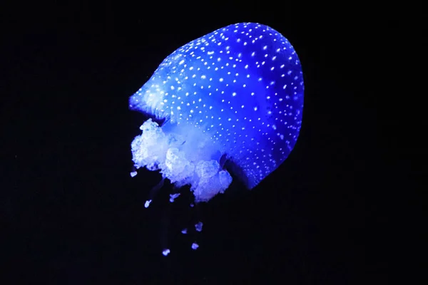 Meduza Pływa Morzu Meduza — Zdjęcie stockowe