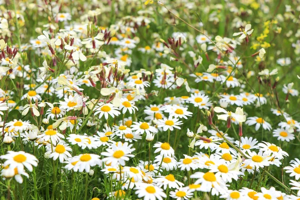 Großes Feld Von Gänseblümchen Blumen Hintergrund Frühling — Stockfoto