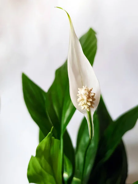 Fiore Spathiphyllum Fiorito Con Foglie Verdi Uno Sfondo Chiaro — Foto Stock