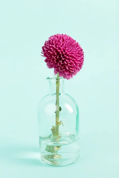 Мінімалістична Чиста Сучасна Проста Одиночна Квітка Вазі — стокове фото