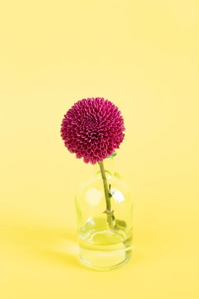 Одиночний Фіолетовий Бутон Скляній Вазі Проти Веселого Жовтого Нарциса — стокове фото