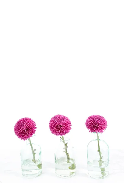 Три Гарячі Рожеві Квіти Вазах Білому Великою Кількістю Місця — стокове фото