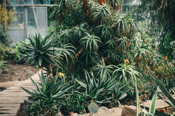 Tropische Planten Kas — Stockfoto