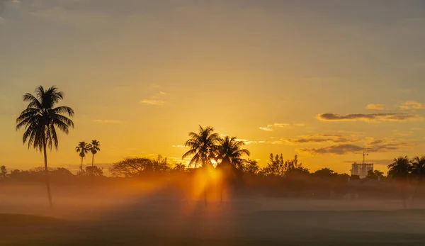마이애미 플로리 사바나 야자수 하늘은 주황색 아름답다 — 스톡 사진