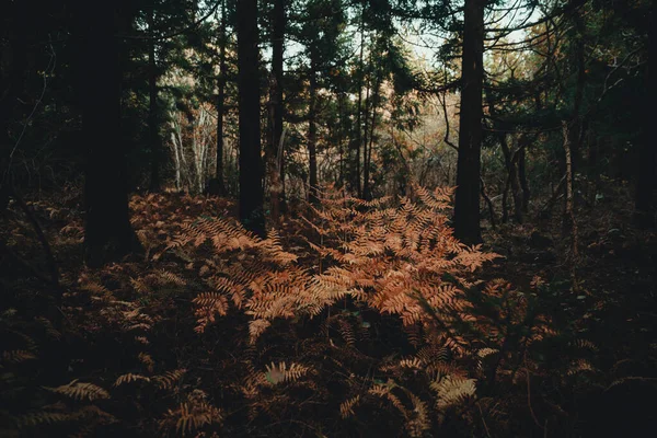 Close-up of dried up plants in the forest