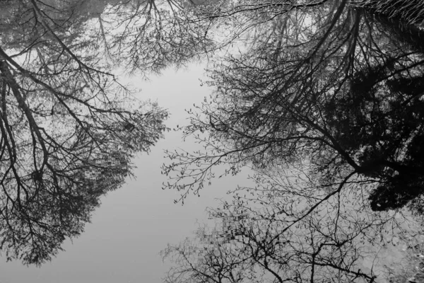 Reflexão Preto Branco Árvores Uma Lagoa Georgia — Fotografia de Stock