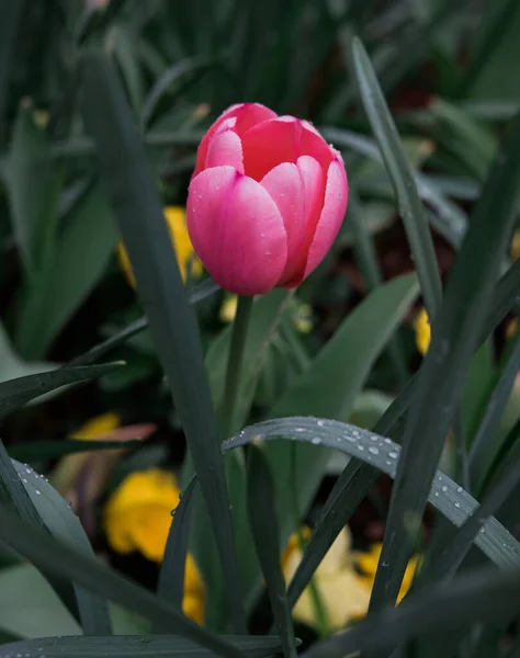 Розовый Тюльпан Цветущий Садах Гиббса Шаровой Джорджии — стоковое фото