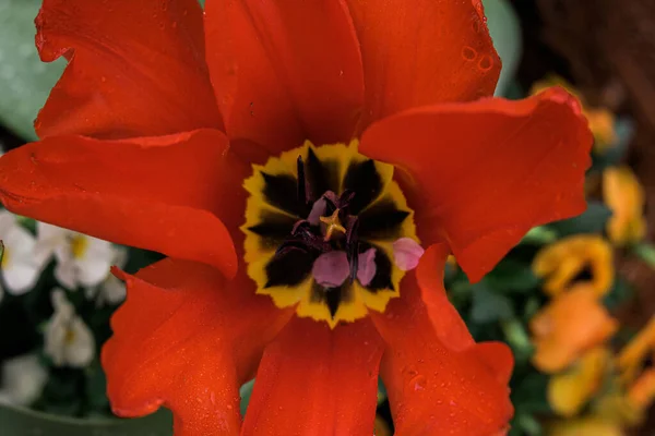 Tulipa Amarela Vermelha Plena Flor Closeup Estigma Amarelo Antera Roxa — Fotografia de Stock