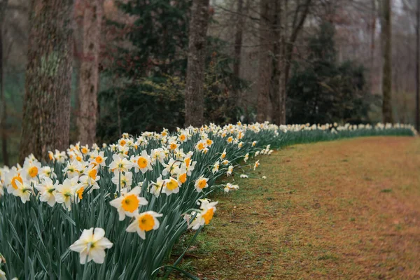 Rangée Jonquilles Jaunes Blanches Sur Sentier Pédestre Géorgie — Photo