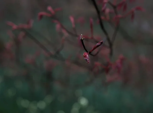 Elvont Szeszélyes Virágzó Bimbó Zöld Lila Varangy Növekvő Tavasz — Stock Fotó