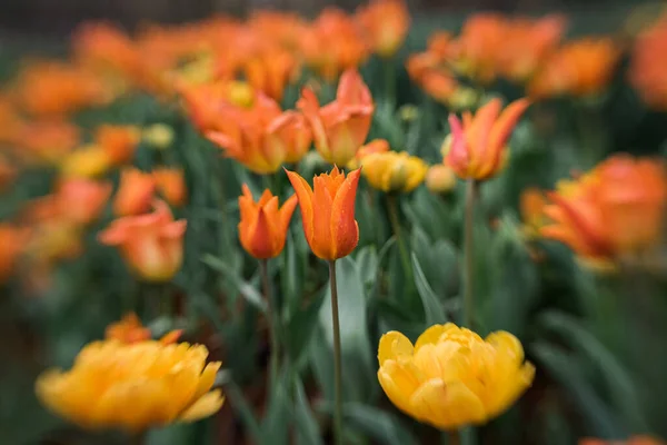 Крупный План Оранжевого Желтого Тюльпанов Клумбе Творческим Размытием — стоковое фото