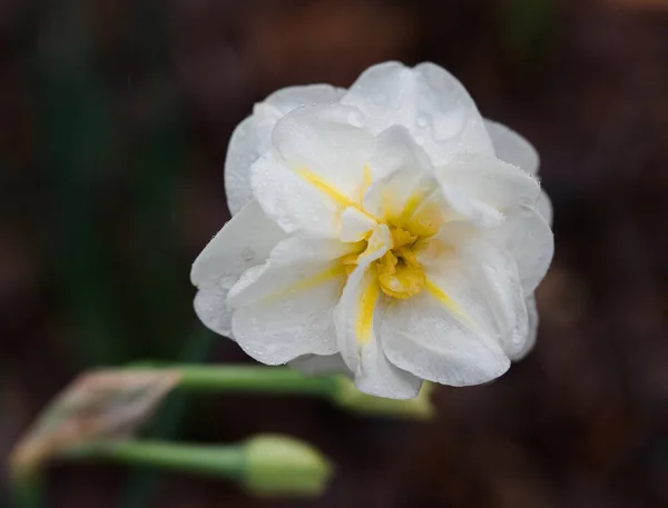 Closeup White Yellow Flower Green Stem Gibbs Garden Georgia — Stock Photo, Image