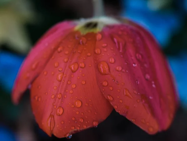 Close Vibrante Vermelho Cabeça Para Baixo Tulipa Com Gotas Chuva — Fotografia de Stock