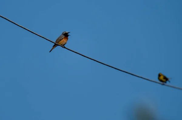 红松鸟栖息在高压金属丝上 — 图库照片