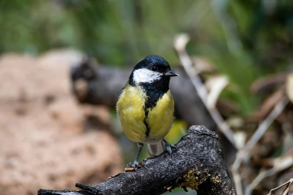 Ciccianlegra Bird Placed Branch — Stock Photo, Image