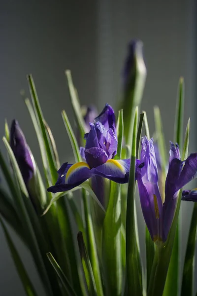 Fioritura Fiore Iris Alla Luce Del Sole — Foto Stock