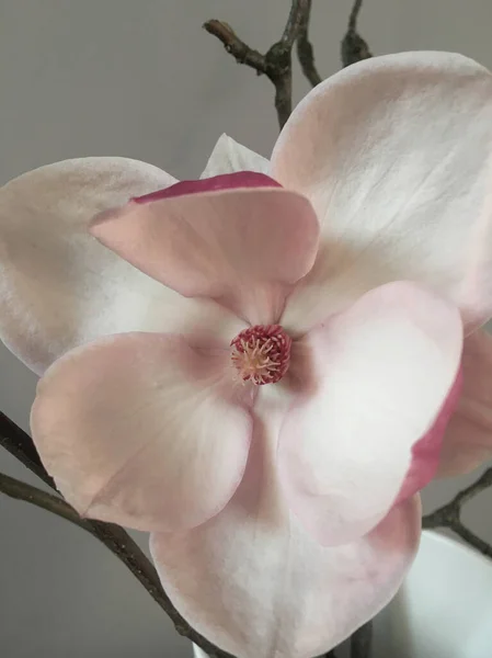 Botão Magnólia Florescente Por Perto — Fotografia de Stock