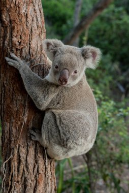 Avustralya Milli Parkı 'ndaki ağaç koalası