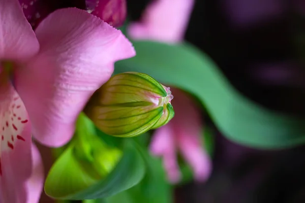 Μακροεντολή Φρέσκο Πράσινο Μπουμπούκι Από Λουλούδι Alstroemeria Ροζ Πέταλα Ομορφιά — Φωτογραφία Αρχείου