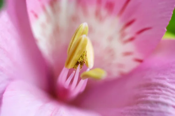 Květinové Pozadí Alstroemeria Růžové Květy Okvětní Lístky Tyčinky — Stock fotografie