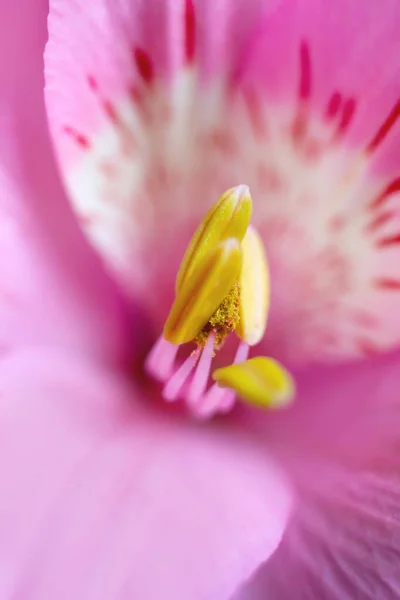 Macro Alstroemeria Giglio Fiore Stami Teneri Petali Rosa Chiaro — Foto Stock