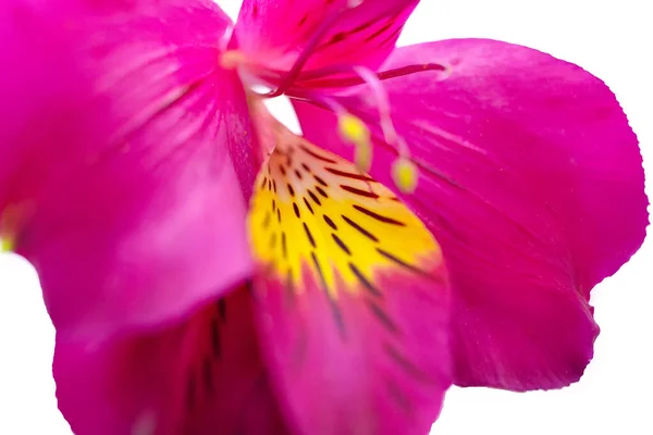 Alstroemeria Peru Nka Çiçeğinin Makro Yaprakları Pembe Zambak Çiçeği — Stok fotoğraf