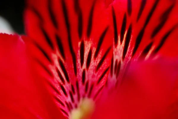 Alstroemeria Çiçeğinin Kırmızı Arka Planında Siyah Noktalı Taç Yaprakları — Stok fotoğraf