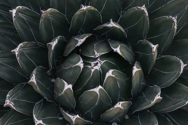 アガベサボテン抽象的な自然パターン背景濃い緑色 — ストック写真