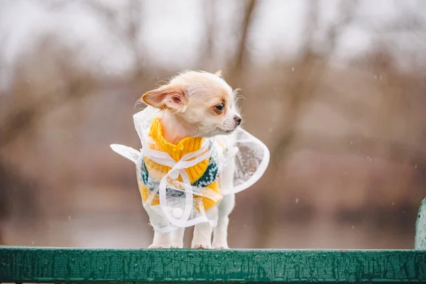滑稽的奇瓦瓦犬在户外穿着雨衣摆姿势 这只小狗穿着雨衣走路 — 图库照片