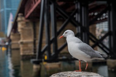 Sidney limanında martı Avustralya 'da