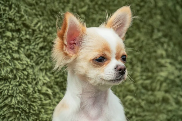 かわいい純血花の肖像画 ホワイトChihuahua子犬 — ストック写真