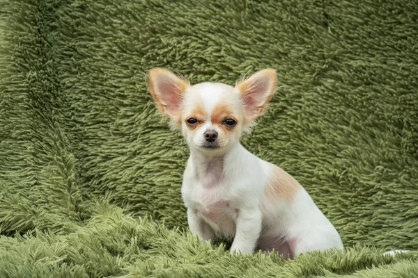 Retrato Lindo Chihuahua Pura Raza Cachorro Chihuahua Blanco —  Fotos de Stock