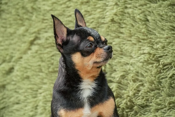 Perro Chihuahua Negro Moreno Casa Concepto Mascotas —  Fotos de Stock