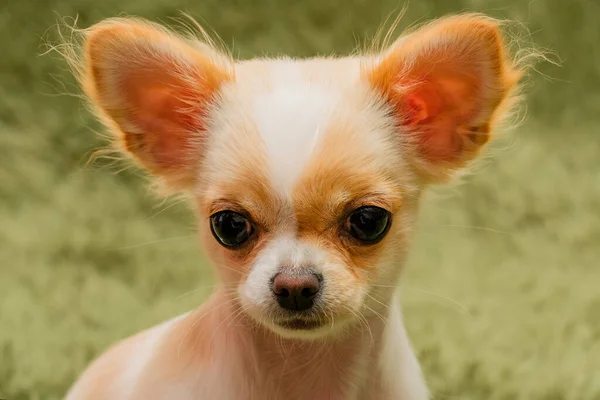 Chihuahua子犬オンAふわふわ毛布 — ストック写真
